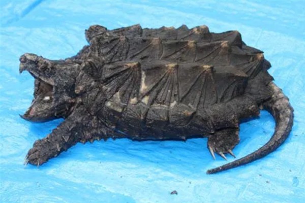 鳄龟是外来入侵物种吗，鳄龟是外来入侵物种