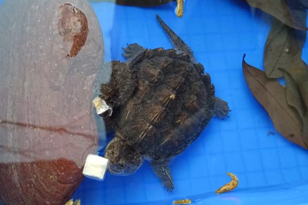 鳄龟是外来入侵物种吗，鳄龟是外来入侵物种