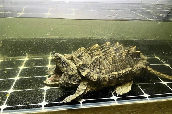 鳄龟是外来入侵物种吗，鳄龟是外来入侵物种