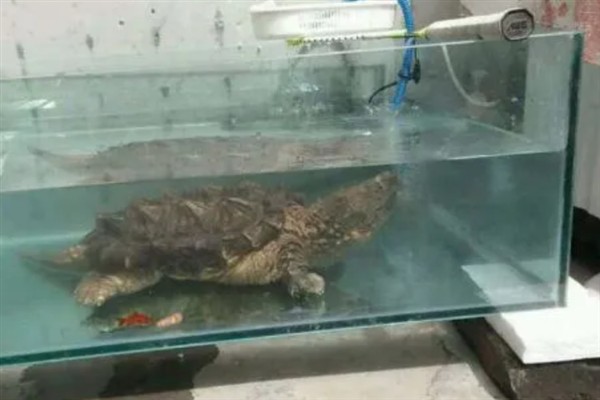 鳄龟是外来入侵物种吗，鳄龟是外来入侵物种