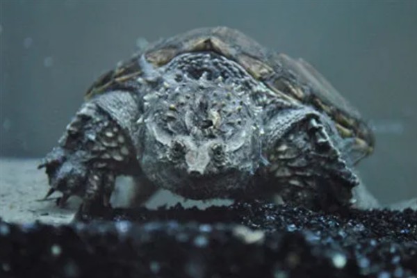 鳄龟是外来入侵物种吗，鳄龟是外来入侵物种