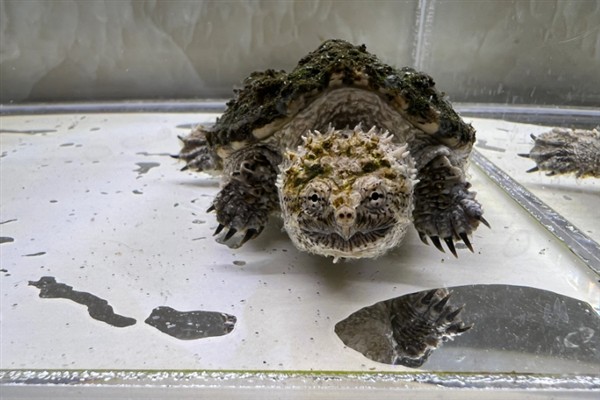 鳄龟是外来入侵物种吗，鳄龟是外来入侵物种