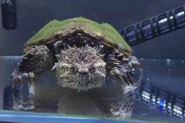 鳄龟是外来入侵物种吗，鳄龟是外来入侵物种