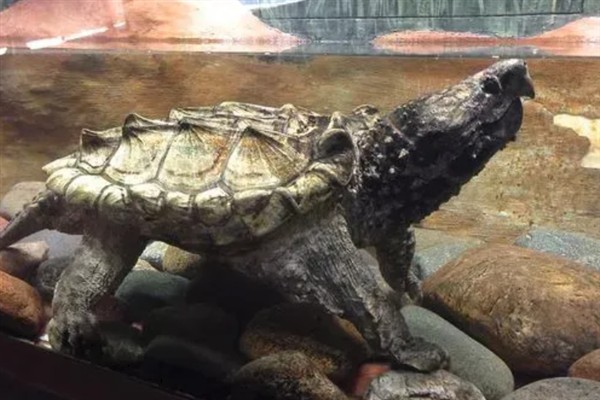 鳄龟是外来入侵物种吗，鳄龟是外来入侵物种