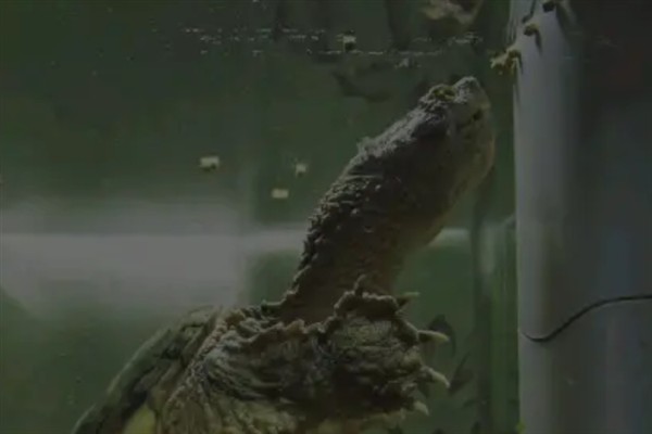 鳄龟是外来入侵物种吗，鳄龟是外来入侵物种