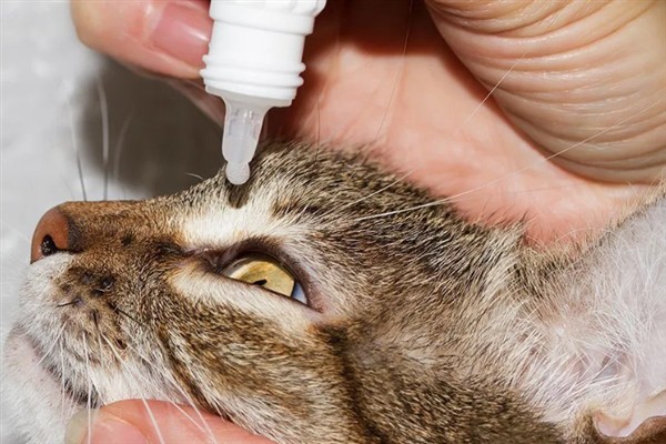 猫咪有眼屎的原因，可能是细菌感染所致