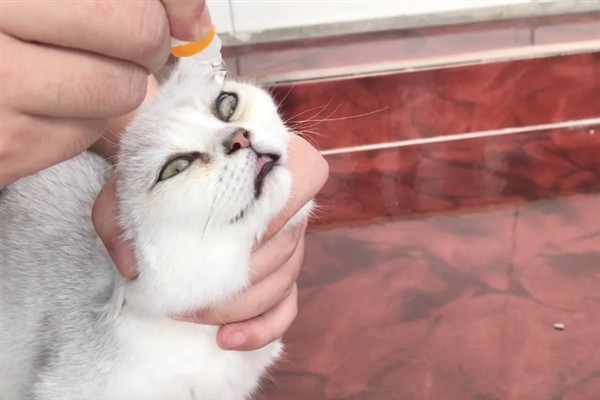 猫咪有眼屎的原因，可能是细菌感染所致