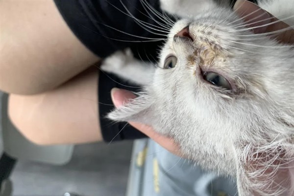 猫咪有眼屎的原因，可能是细菌感染所致