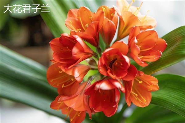 判断君子兰年龄的方法，每年大概能长出4-6片叶