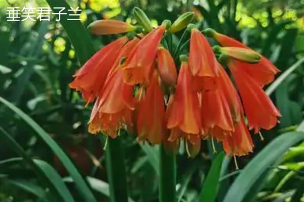 判断君子兰年龄的方法，每年大概能长出4-6片叶