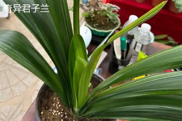判断君子兰年龄的方法，每年大概能长出4-6片叶