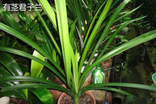 判断君子兰年龄的方法，每年大概能长出4-6片叶