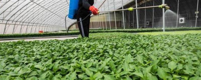 蔬菜缺钙怎么处理，应在蔬菜幼苗期的时候进行
