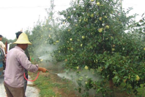 苹果褐斑病的防治方法，内吸性剂与波尔波液交替使用