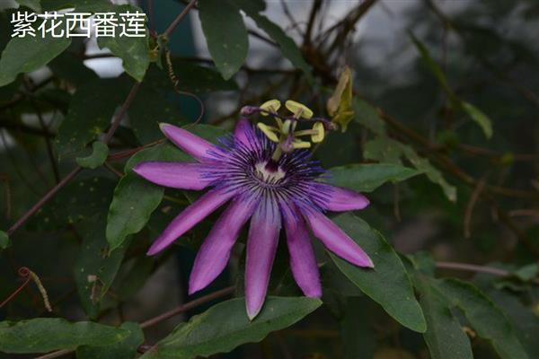 紫花西番莲是否耐寒，紫花西番莲不耐寒