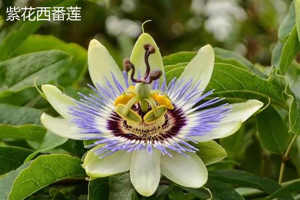 紫花西番莲是否耐寒，紫花西番莲不耐寒