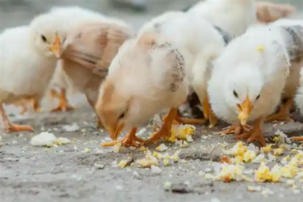 小鸡吃什么，可以吃小米、青菜、面包等