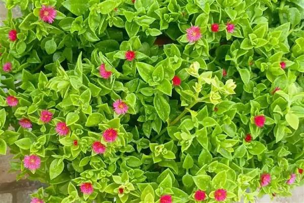 牡丹吊兰能不能吃，花朵和嫩茎具有食用价值