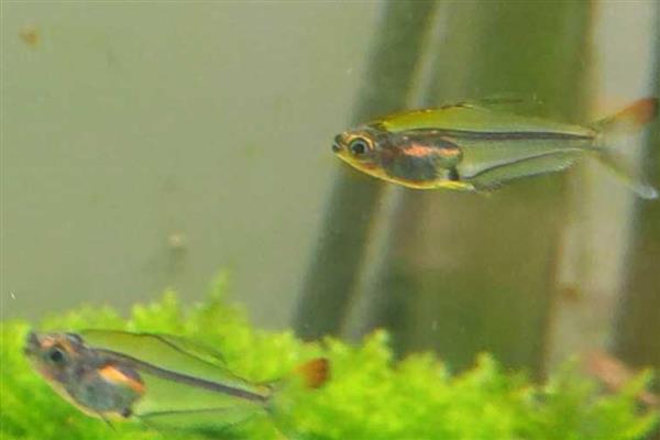 七彩水晶旗鱼好不好养，饲养难度极大不适合新手