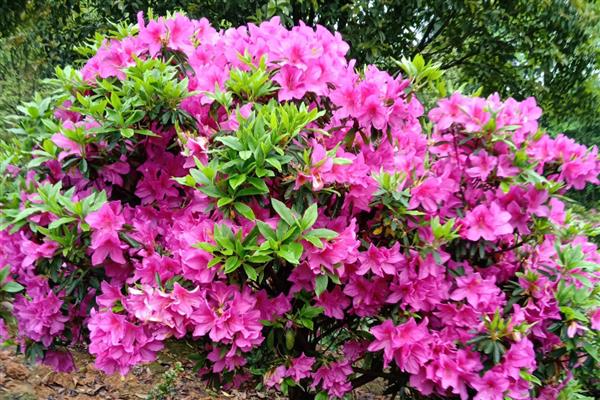 红色杜鹃花的花语，寓意忠诚正直、国家兴旺等
