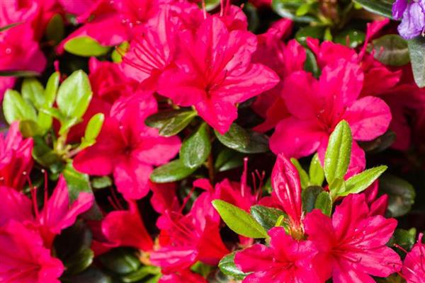 红色杜鹃花的花语，寓意忠诚正直、国家兴旺等