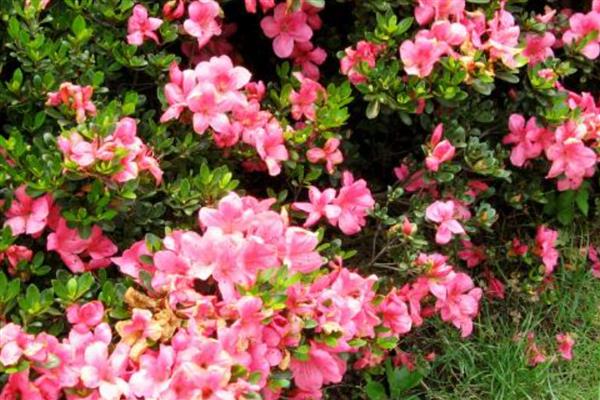 红色杜鹃花的花语，寓意忠诚正直、国家兴旺等