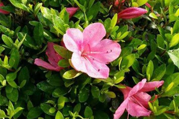 红色杜鹃花的花语，寓意忠诚正直、国家兴旺等