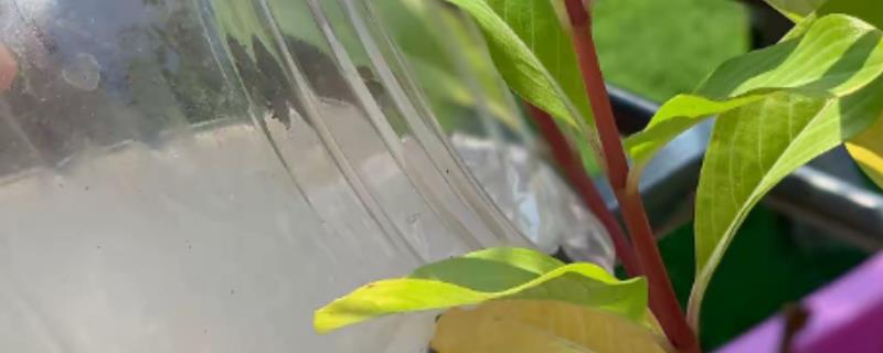 洗米水能浇花吗，洗米水可以浇花