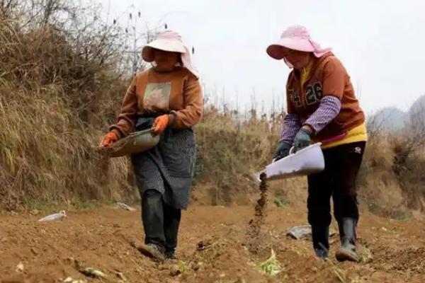 地环的种植方法，需根据当地的气候来决定