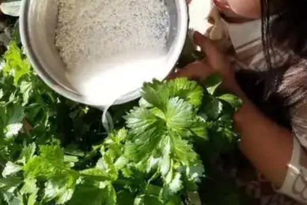 洗米水能浇花吗，洗米水可以浇花
