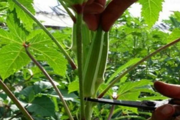 秋葵怎么施肥，出苗3天后可追施尿素