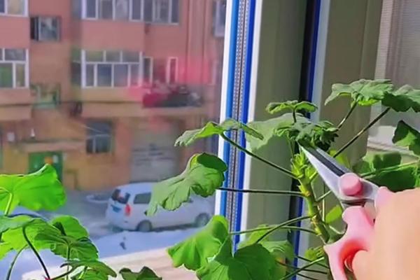 秋葵怎么施肥，出苗3天后可追施尿素