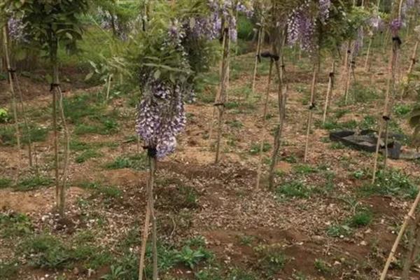 紫藤是喜酸植物吗，养护时要使用偏酸性的土质