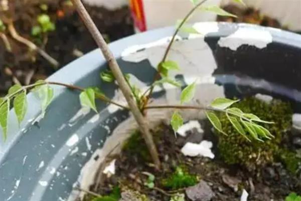 紫藤是喜酸植物吗，养护时要使用偏酸性的土质