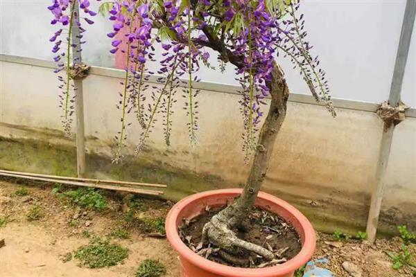 紫藤是喜酸植物吗，养护时要使用偏酸性的土质