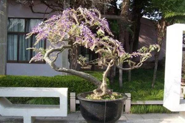 紫藤是喜酸植物吗，养护时要使用偏酸性的土质