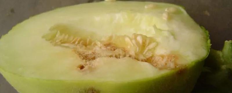香瓜里面有蛆的原因，是因为发生瓜实蝇所造成的