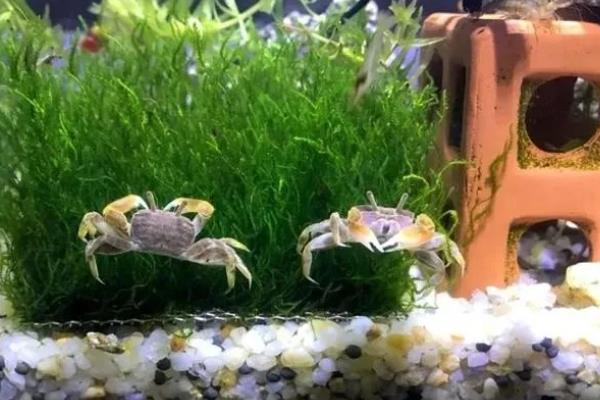 活螃蟹怎么养，需要定期给它换水