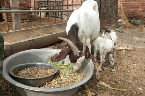 羊羔开口料怎么配制，用玉米、黄豆等材料进行搭配