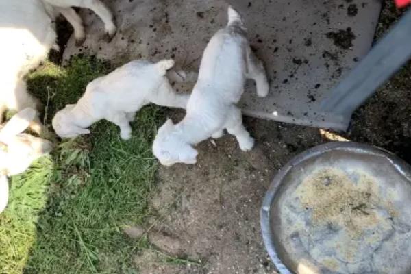 羊羔开口料怎么配制，用玉米、黄豆等材料进行搭配