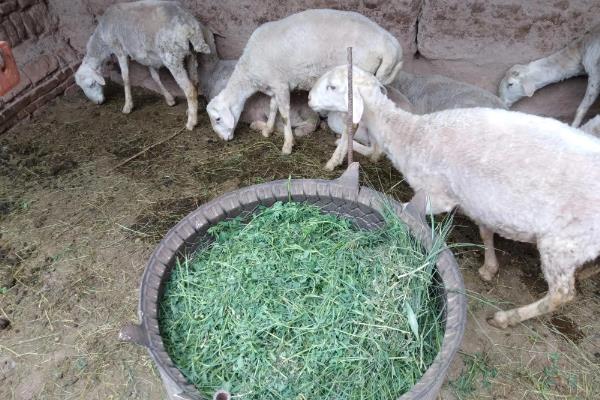 羊羔开口料怎么配制，用玉米、黄豆等材料进行搭配
