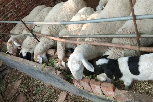 羊羔开口料怎么配制，用玉米、黄豆等材料进行搭配
