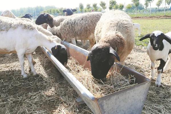 羊羔开口料怎么配制，用玉米、黄豆等材料进行搭配