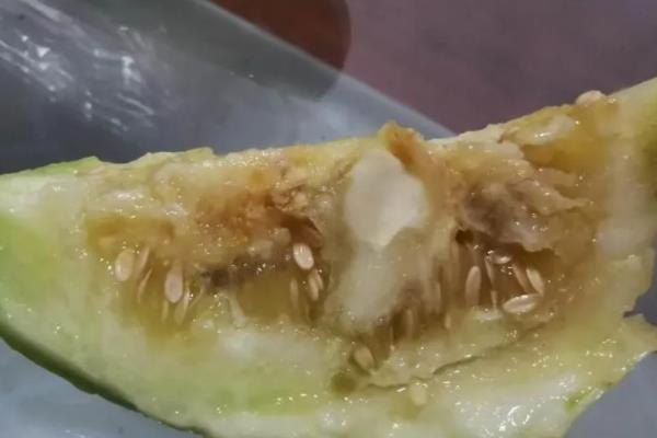 香瓜里面有蛆的原因，是因为发生瓜实蝇所造成的