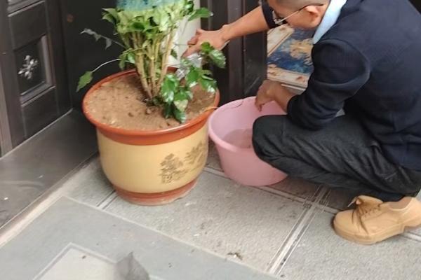 幸福树怕不怕冷，幸福树怕冷