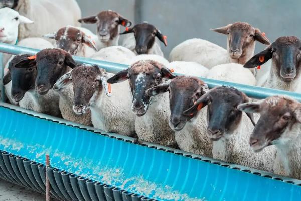 羊羔开口料怎么配制，用玉米、黄豆等材料进行搭配