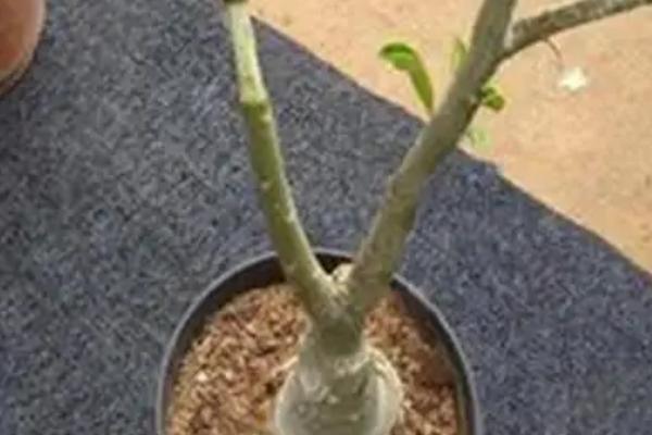 幸福树怕不怕冷，幸福树怕冷