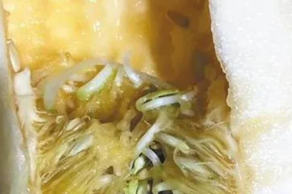 香瓜里面有蛆的原因，是因为发生瓜实蝇所造成的