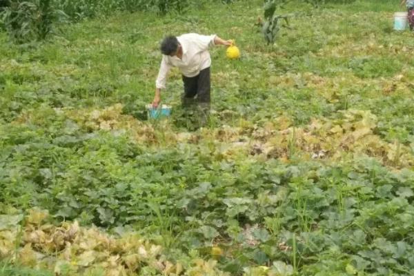 香瓜里面有蛆的原因，是因为发生瓜实蝇所造成的