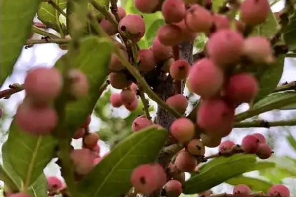 香叶树的形态特征，其叶片呈卵形或椭圆形